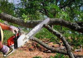 How Our Tree Care Process Works  in Newell, WV